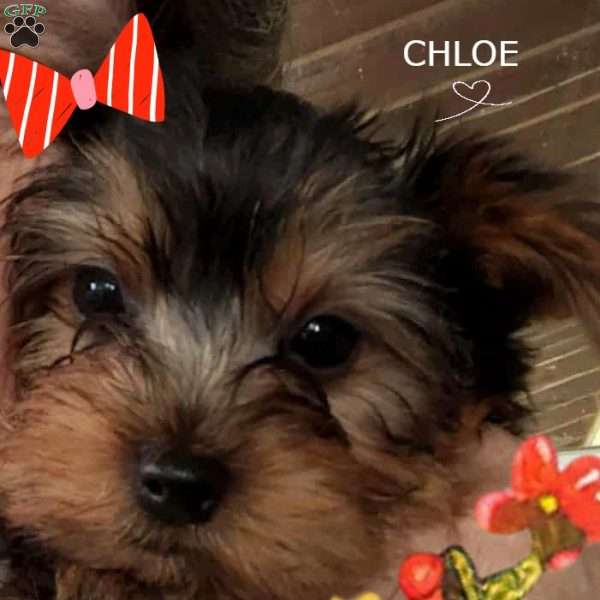 Chloe, Yorkie Puppy